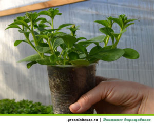 Petunia zaailingen thuis kweken