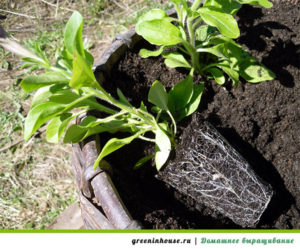 Petunia's in de grond planten