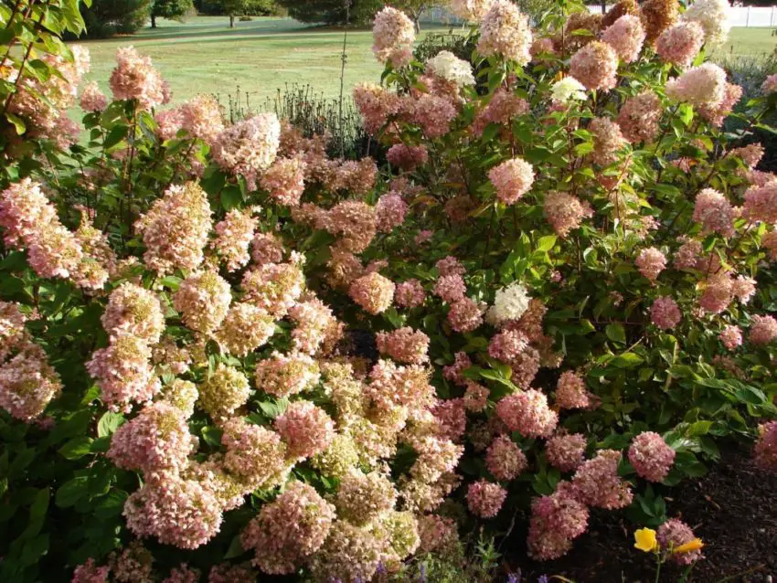 Hortensia panicula