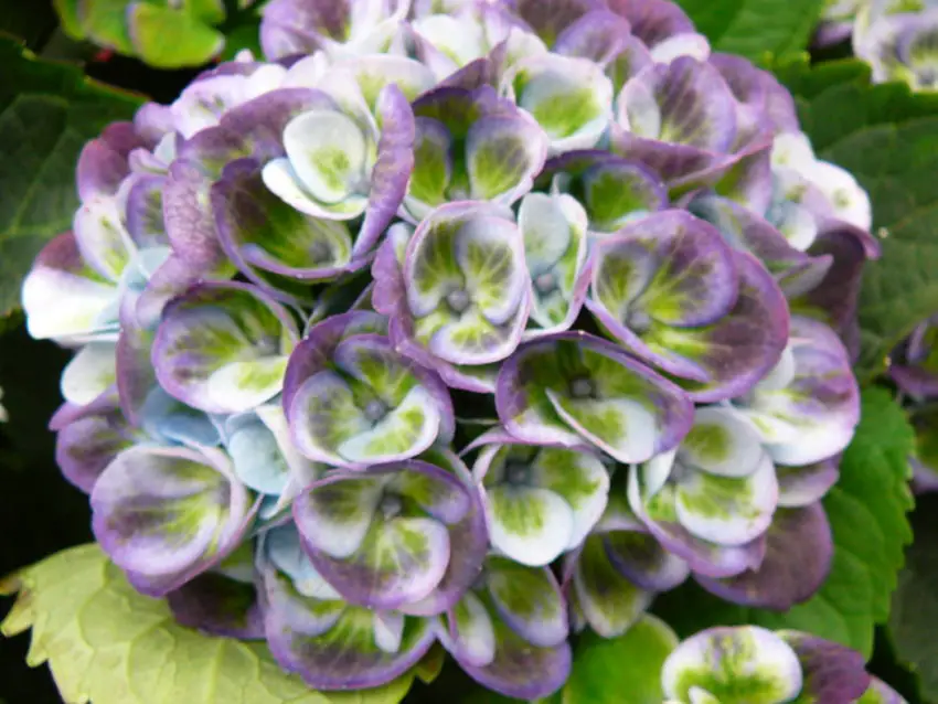 Hydrangea Diamond Ruge planten en verzorgen