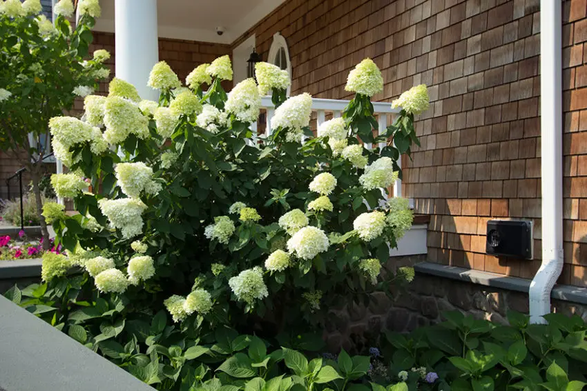 Hydrangea melodiate limeite