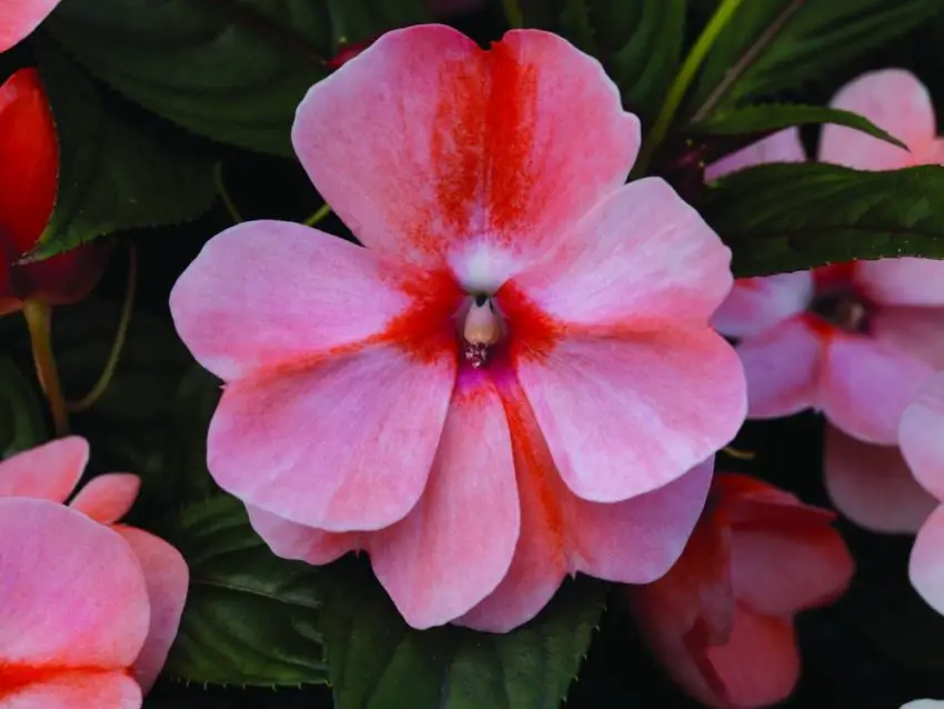 Nieuw-Guinea balsem bloem