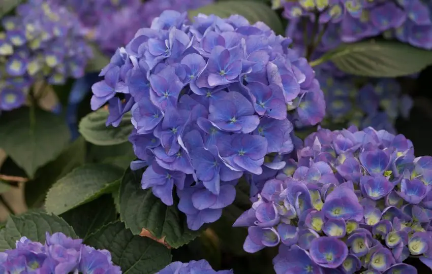 hoe maak je een hortensia blauw 