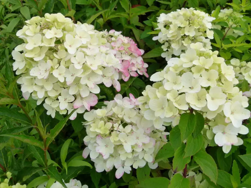 Hortensia diamante