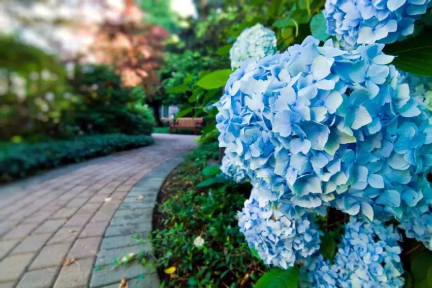 hoe maak je een hortensia blauw 