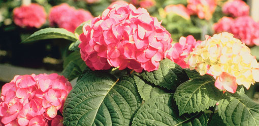 Hydrangea stekken