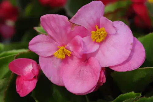 begonia bloeit niet