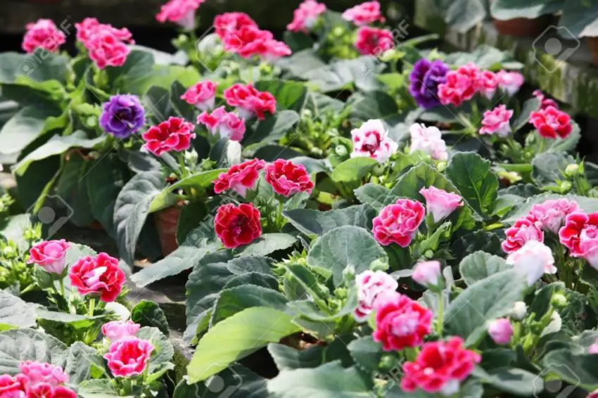 De gloxinia is uitgebloeid en wat nu te doen 