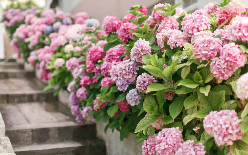 Hortensia grond 