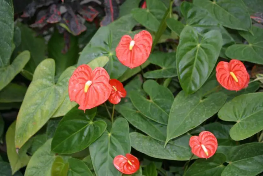 anthurium bladeren drogen uit