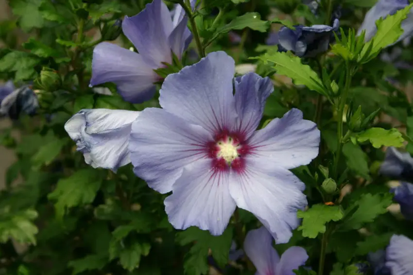 hibiscus rosa sinensis