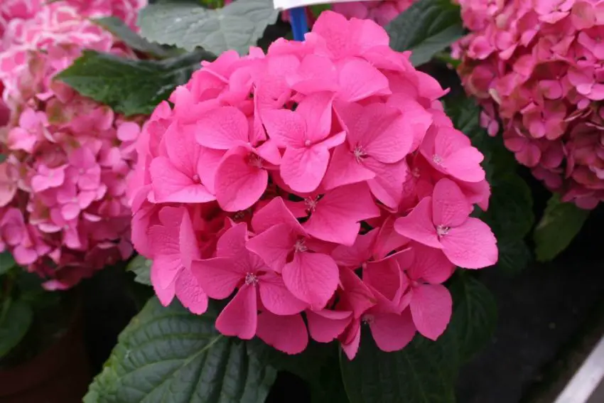 Hortensia plantgrond