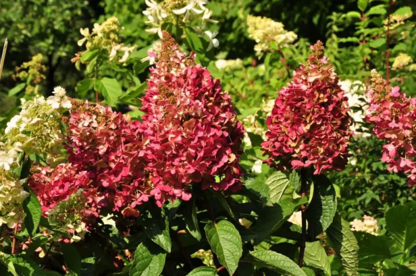 hortensia's roze