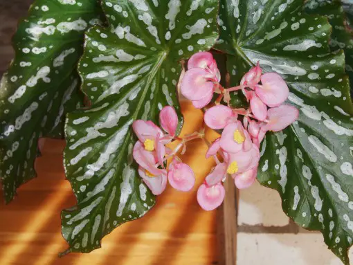 begonia bloeit niet