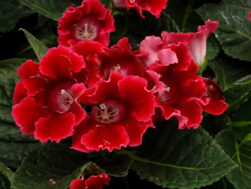 Wat te doen na de bloei van een gloxinia