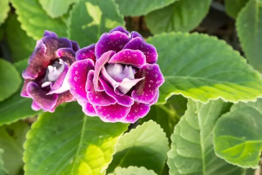 Wat te doen na de bloei van een gloxinia