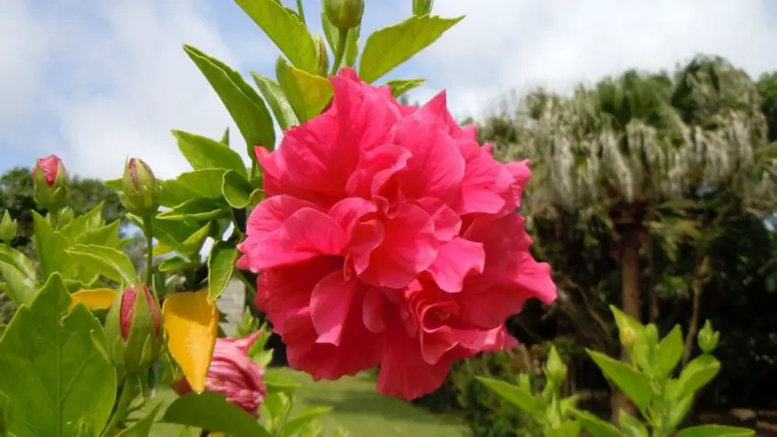 hibiscus roodblad