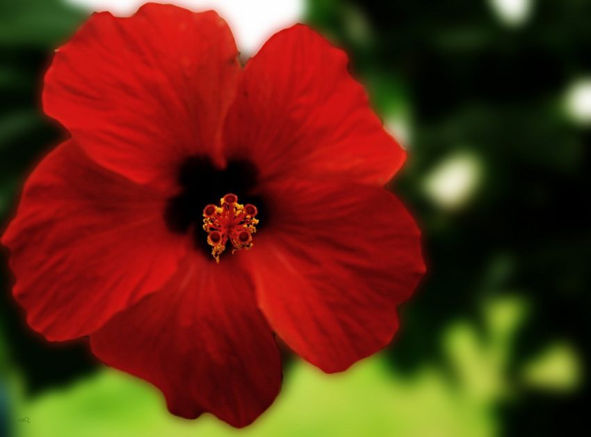 Waarom de hibiscus niet bloeit 