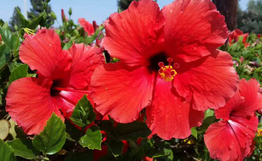 Chinese hibiscus