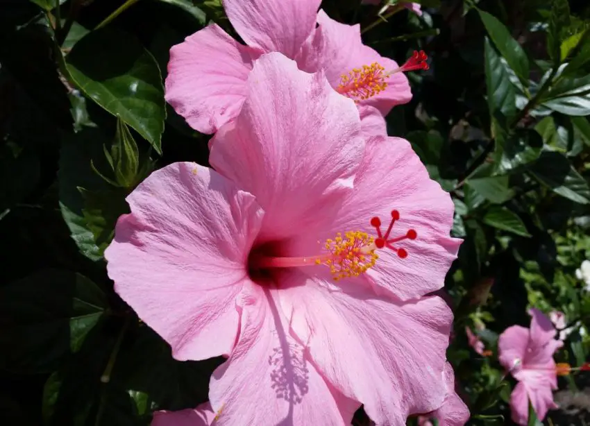 hibiscus rosa sinensis