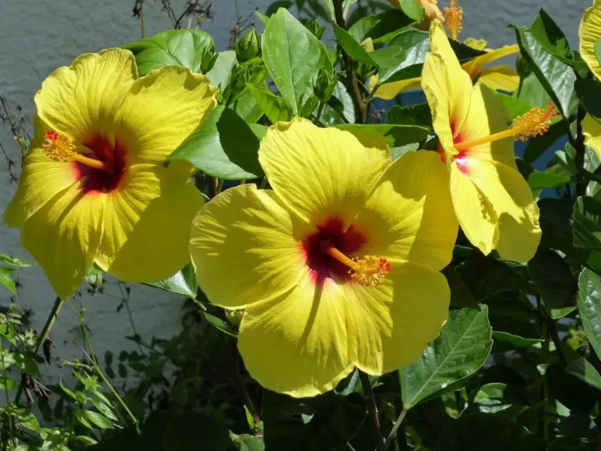 Verzorging van de hibiscus, de Chinese roos, thuis