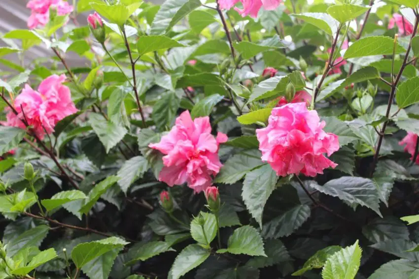 Verzorging van de hibiscus, de Chinese roos, thuis