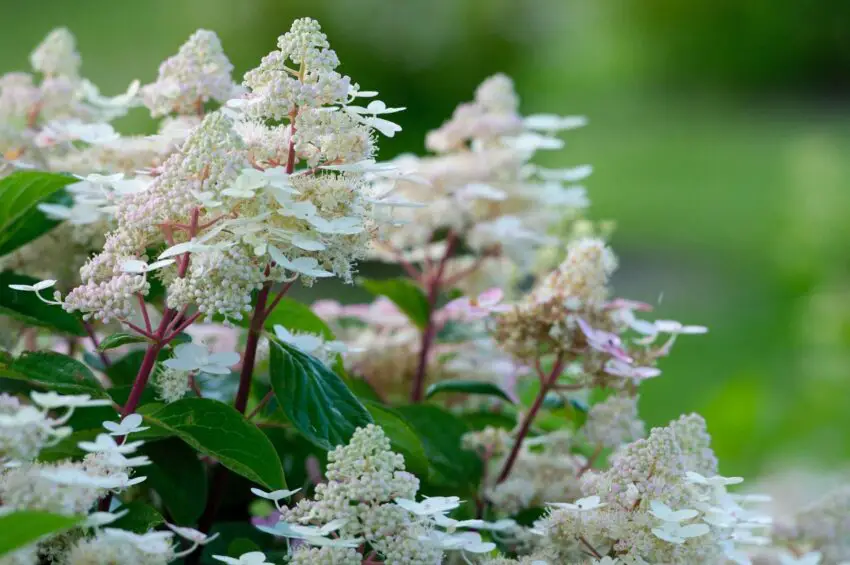 Hydrangea melodious vroege sensatie