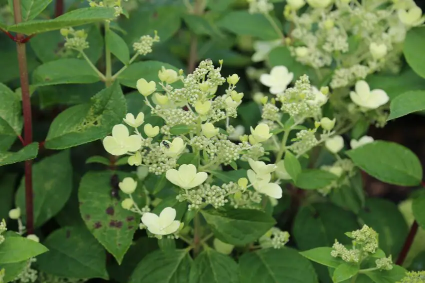 hortensia paniculata vroege sensatie