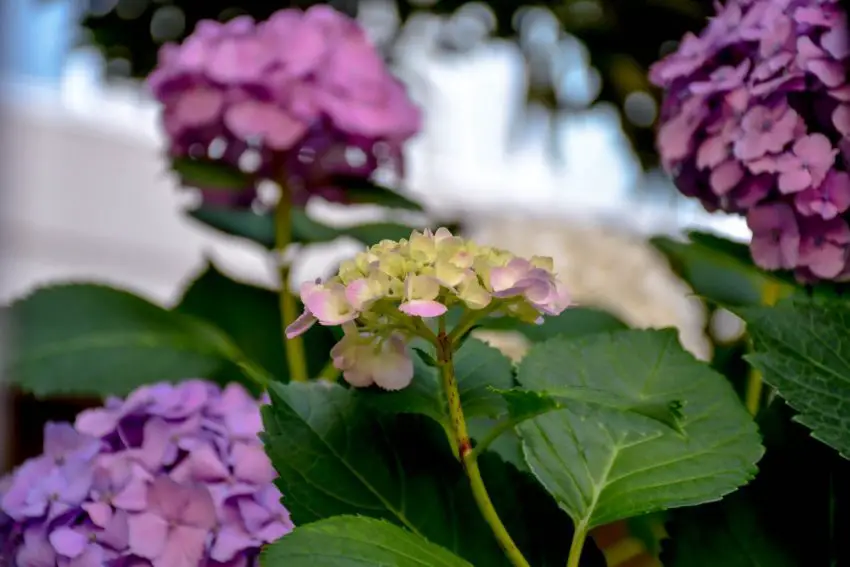 Waar plant je best hortensia's