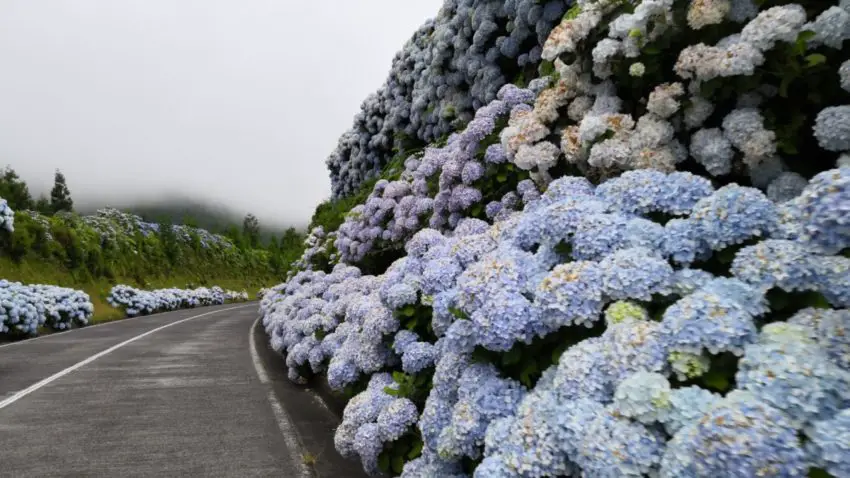 waar hortensia's te planten