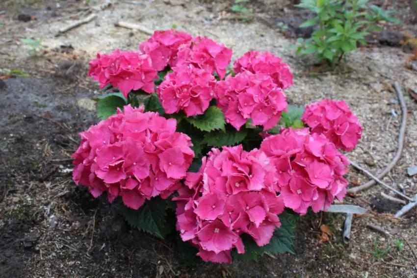 Waarom is de grootbladige hortensia gestopt met bloeien