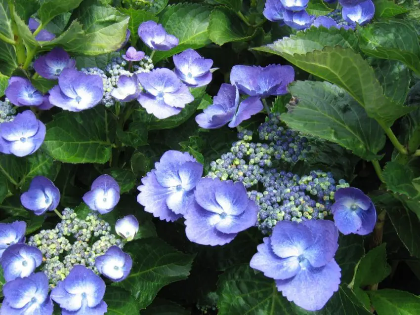 Waarom is de grootbladige hortensia gestopt met bloeien