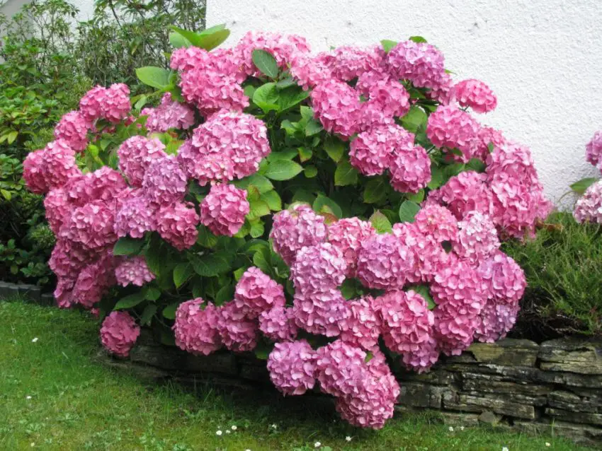 Waarom is de grootbladige hortensia gestopt met bloeien