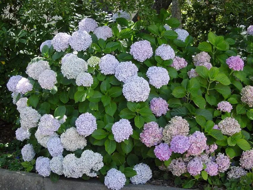 Waarom is de grootbladige hortensia gestopt met bloeien