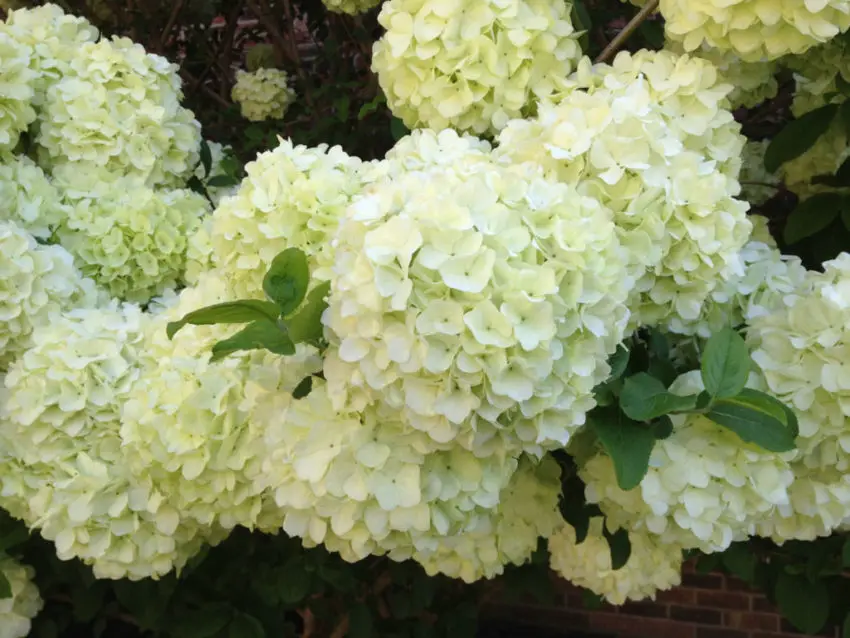  Hortensia's planten 