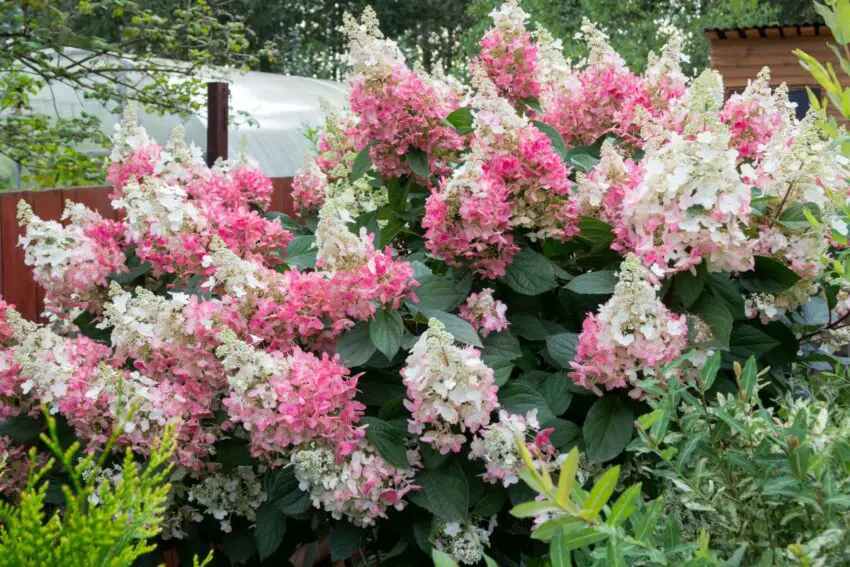 Hydrangea melodiate wims red