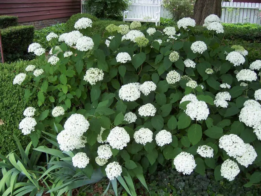 Hortensia's planten en verzorgen