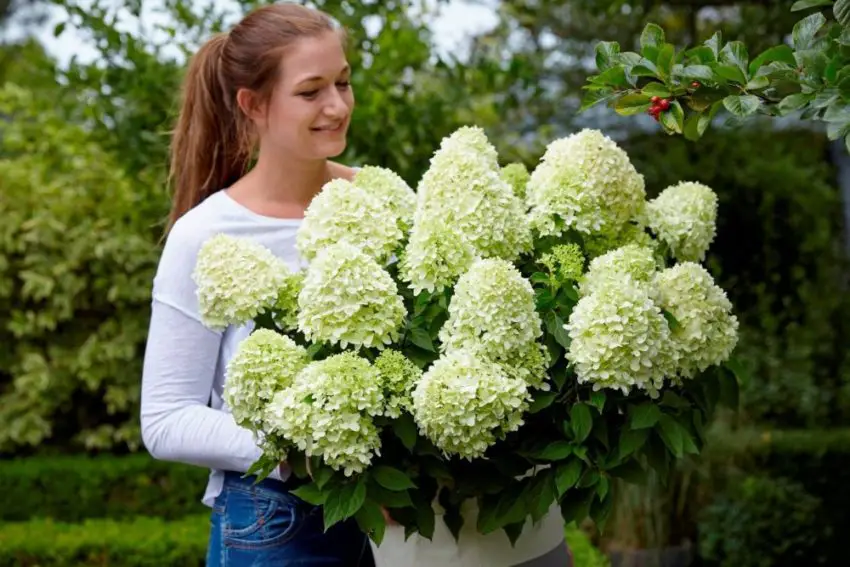 De verzorging van hortensia's