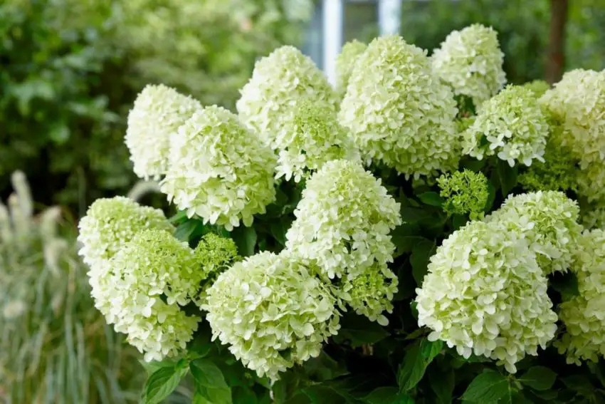 De verzorging van hortensia's