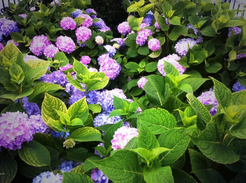 waar kan ik het best hortensia's planten