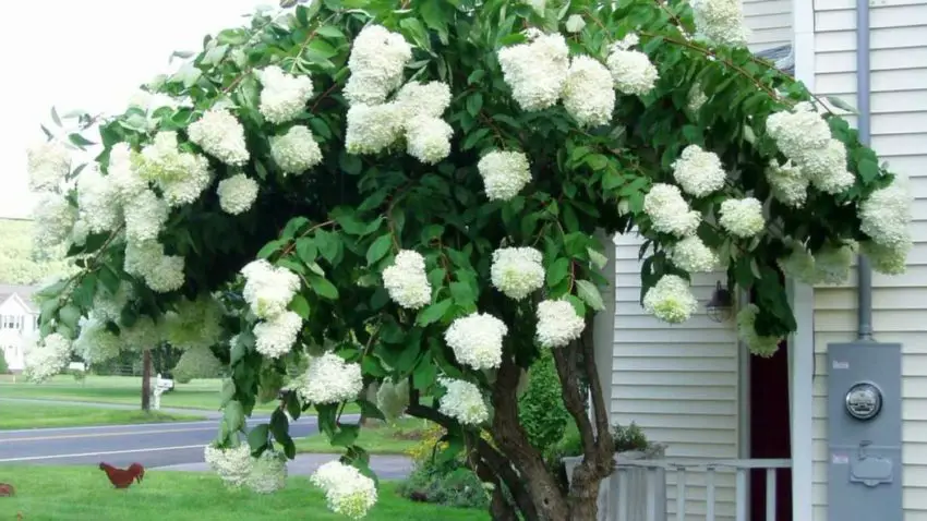 Verzorging van hortensia's