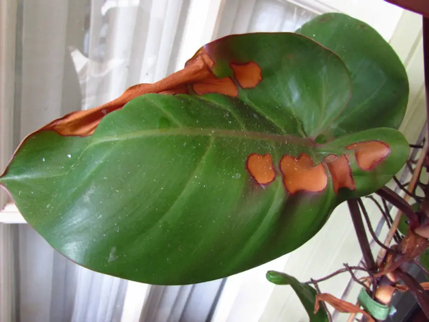 anthurium bladeren drogen uit