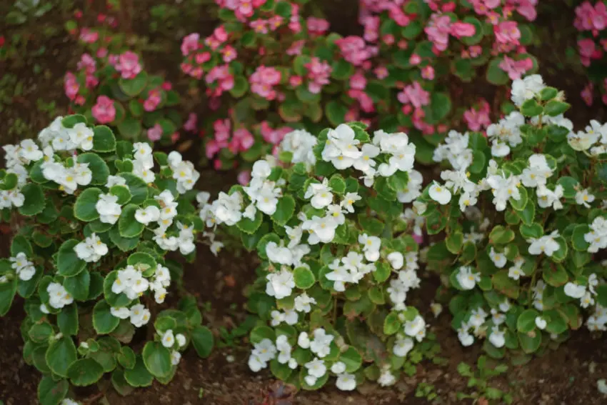 Waarom de begonia niet bloeit