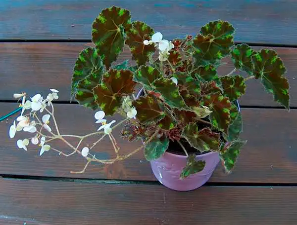 begonia tijger