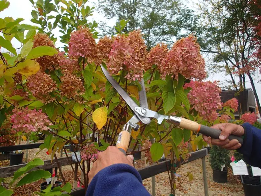 Moeten hortensia's gesnoeid worden voor de winter en hoe kunnen ze voorbereid worden?