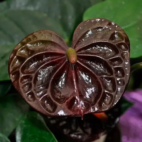 Anthurium Zwarte Koningin