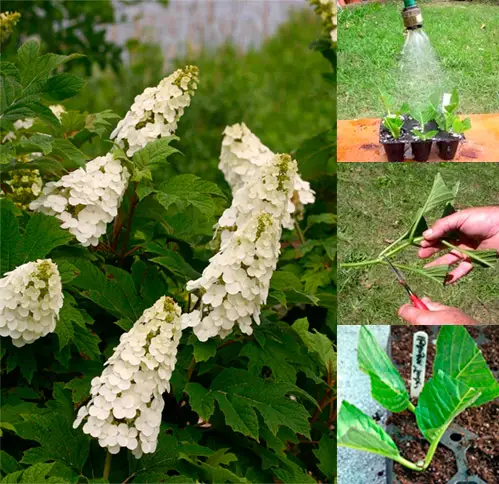 Thuisverzorging voor hortensia unicum