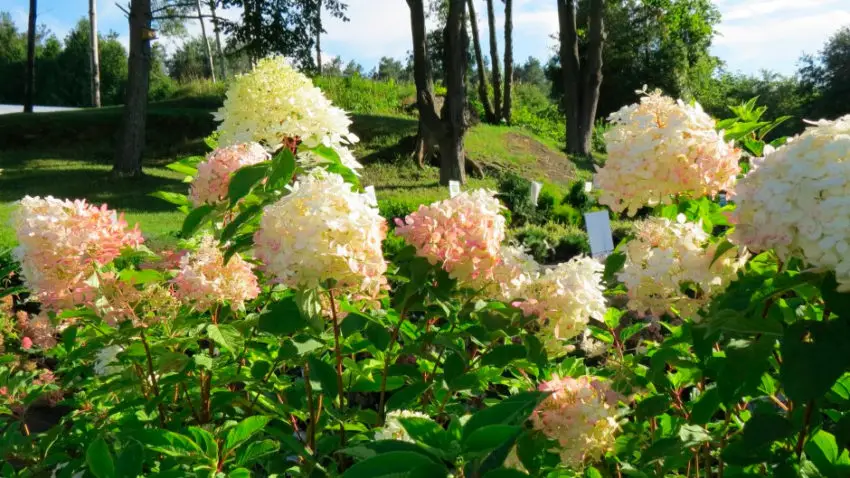  Wanneer hortensia pluimen bloeien