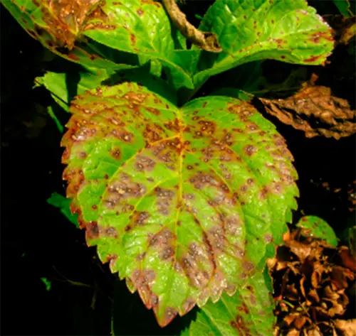 Ongedierte aan de pluimen van de hortensia