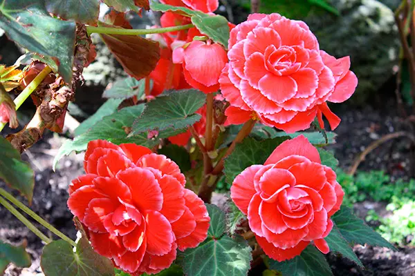 aarde voor begonia